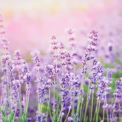 Merk Garden Collection Tuindoek^ Tuindecoratie