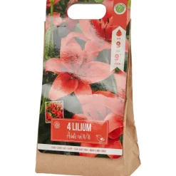 Green Boots Lelie Bloembollen^ Zaaien & Planten